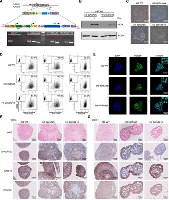 Generation of a H9 Clonal Cell Line With Inducible Expression of NUP98-KDM5A Fusion Gene in the AAVS1 Safe Harbor Locus